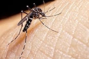 Completo informe del Gobierno sobre la situación epidemiológica del dengue