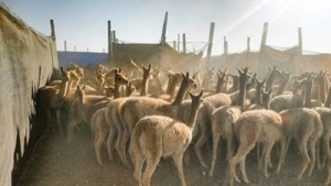 Exitosas esquilas de vicu&ntilde;as en el departamento Yavi
