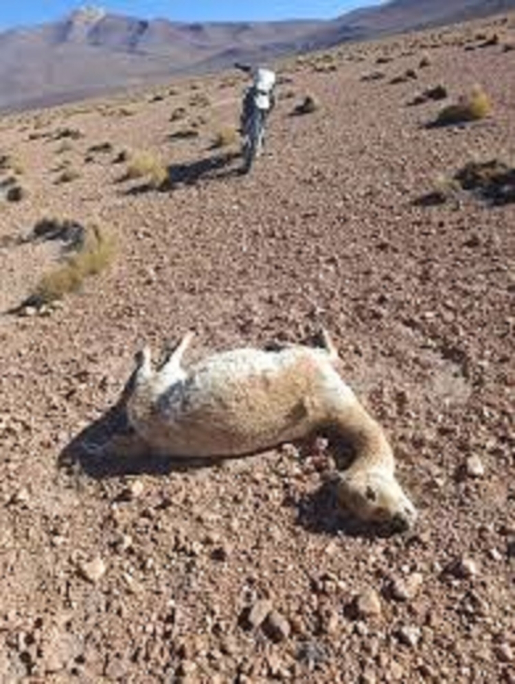 Investigan una nueva matanza de vicu&ntilde;as en la zona de Vilama