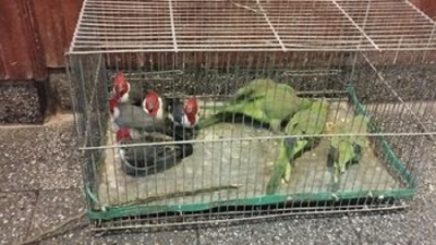 La Policía recuperó aves autóctonas que estaban a la venta