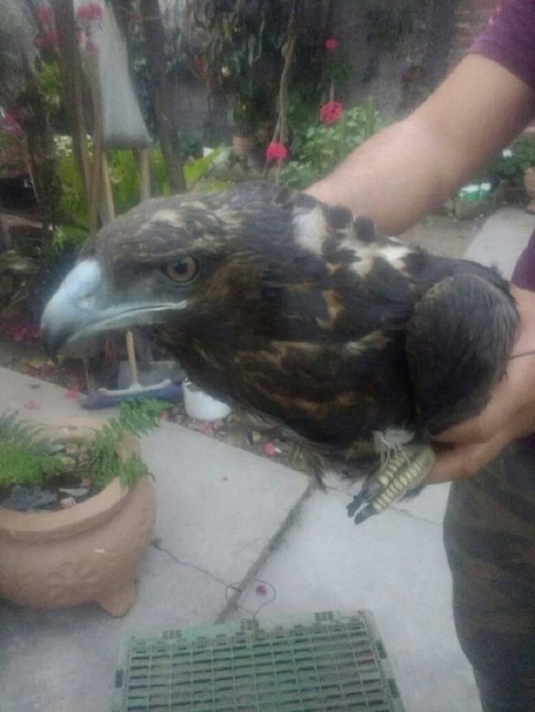 Un águila mora fue intervenida y permanece en observación