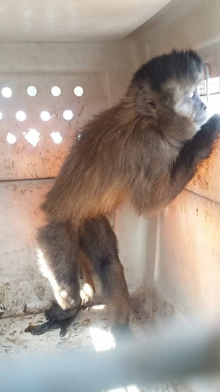 Rescate de un mono caí en Palpalá y de un pecarí de collar en Libertador
