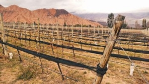 Se concretó estudio para fortalecer el sector vitivinícola