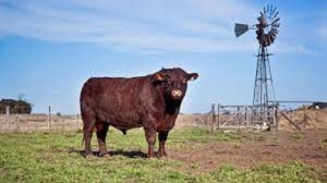Por primera vez, la Argentina le vendió a Chile reproductores bovinos en pie