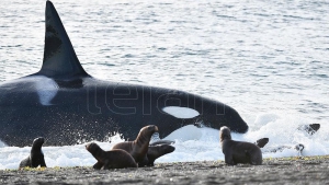 Comenzó la temporada de avistamiento de orcas en Península Valdés