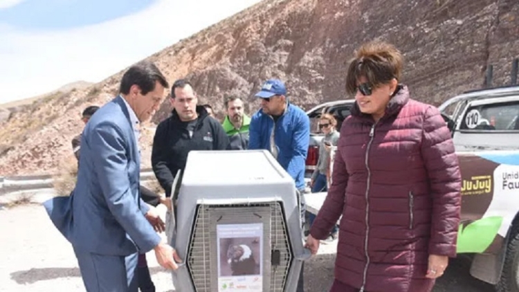 Liberaron al c&oacute;ndor Inti Raymi