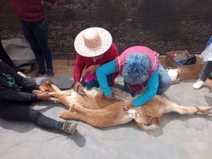 Chakus. Con apoyo del Gobierno las comunidades andinas realizan esquilas sustentables de vicuñas en silvestría