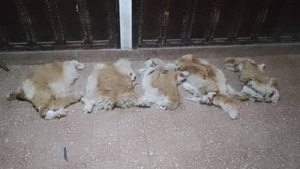 Caza furtiva de vicuñas: hay tres personas detenidas