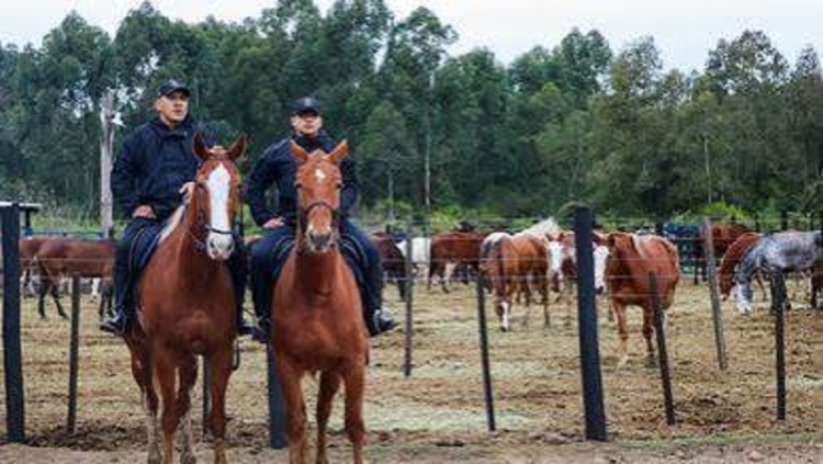 El Ministerio de Seguridad incorpora 32 equinos para fortalecer el Cuerpo de Caballer&iacute;a Provincial