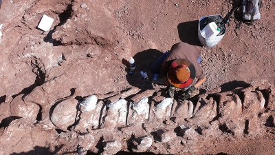 Encontraron restos f&oacute;siles de un dinosaurio que podr&iacute;a ser el m&aacute;s grande de la historia