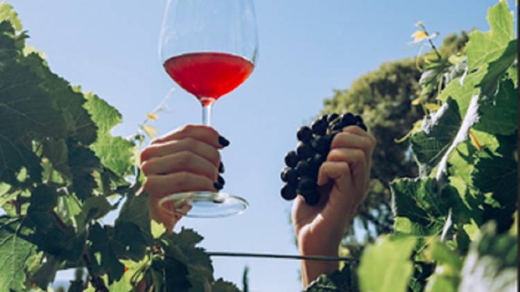 "II Jornadas de Enoturismo en Jujuy" y "Las Rutas del Vino", el nuevo circuito de vinos se presenta oficialmente