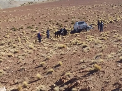 11 cueros de vicu&ntilde;a fueron decomisados