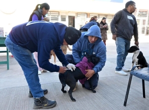 Zoonosis: el quir&oacute;fano m&oacute;vil recorrer&aacute; distintos barrios y habr&aacute; un operativo de Bienestar Animal