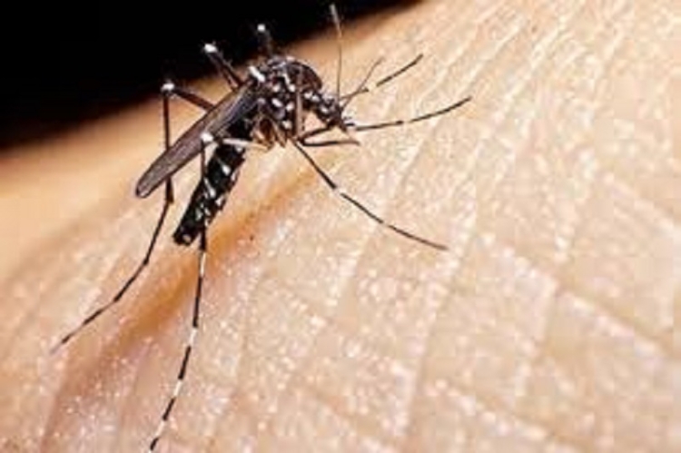 Completo informe del Gobierno sobre la situaci&oacute;n epidemiol&oacute;gica del dengue