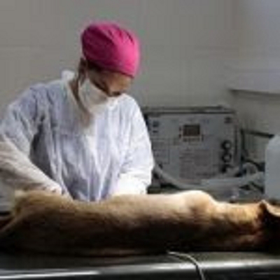 Ya est&aacute;n habilitados los tel&eacute;fonos para reservar las castraciones de mascotas