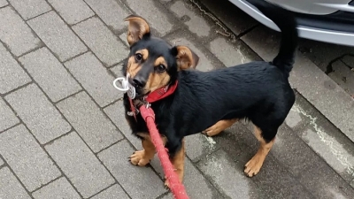 Pusieron en cuarentena a "Coco", el perro que lleg&oacute; a Ezeiza sin vacunas ni certificados