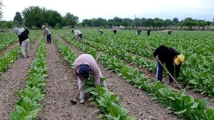 Beneficios para peque&ntilde;os productores tabacaleros