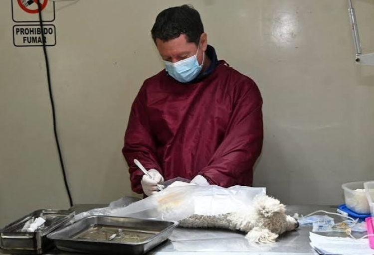 Importante operativo municipal de desparasitaci&oacute;n y castraci&oacute;n de mascotas se realiz&oacute; en Campo Verde