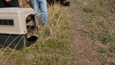 CAFAJu . Liberaci&oacute;n de ejemplares de la fauna silvestre nativa