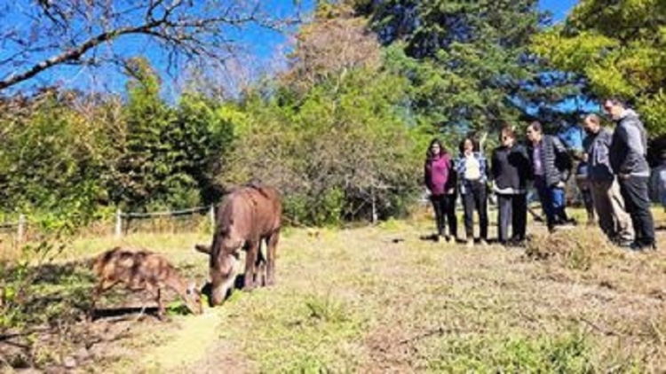 "Killa", el nombre elegido para la Tapir recuperada por el Ministerio de Ambiente