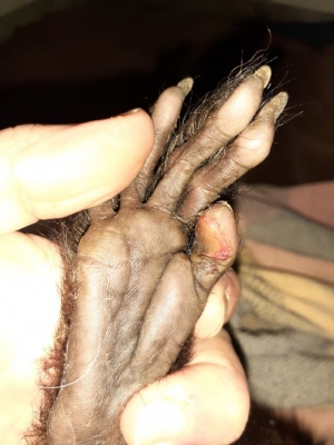 Ejemplar hembra de mono ca&iacute; es rehabilitada por profesionales especializados