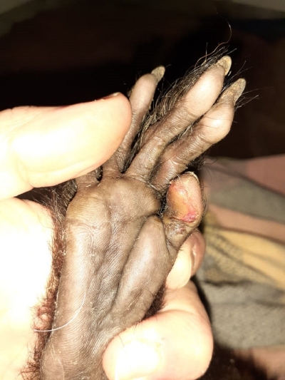 Ejemplar hembra de mono ca&iacute; es rehabilitada por profesionales especializados