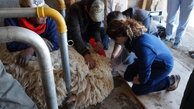 Jujuy escenario de investigaci&oacute;n sobre transferencia embrionaria en llamas