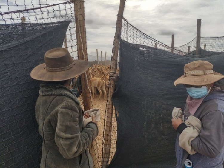Primer chaccu del a&ntilde;o. Esquila Sustentable de Vicu&ntilde;a en Silvestr&iacute;a