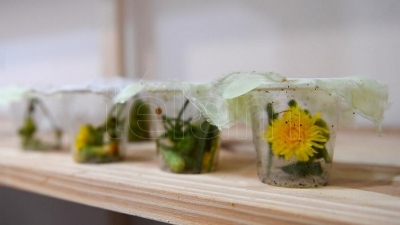 Dos proyectos buscan multiplicar la poblaci&oacute;n de insectos "ben&eacute;ficos"