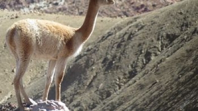 Ambiente accionar&aacute; duramente contra quienes mataron 23 vicu&ntilde;as en las Lagunas de Vilama