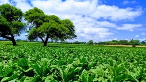 Cosecha: Cr&eacute;ditos para productores tabacaleros