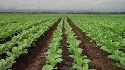 Beneficio para peque&ntilde;os productores tabacaleros