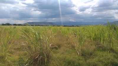 La sequ&iacute;a provoc&oacute; p&eacute;rdidas de m&aacute;s del 30% en la producci&oacute;n de ca&ntilde;a de az&uacute;car