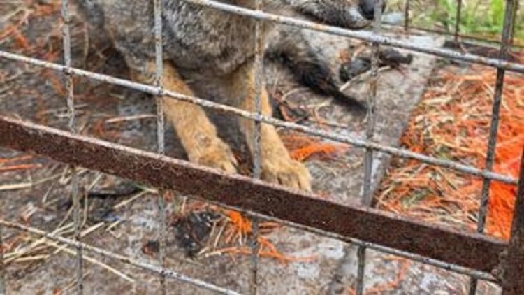 Fauna silvestre y urbanidad, el desaf&iacute;o de la convivencia sin contacto