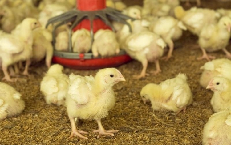 La Argentina retoma la exportaci&oacute;n de productos aviares a Jap&oacute;n