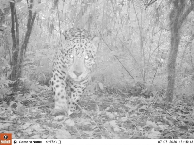 Funcionalidad del corredor Calilegua-Barit&uacute; para la conservaci&oacute;n del yaguaret&eacute; en las yungas argentinas