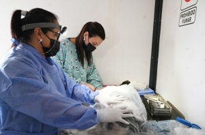 Zoonosis municipal: cronograma semanal de actividades en distintos barrios de la ciudad