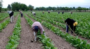 M&aacute;s de 134 millones para productores tabacaleros