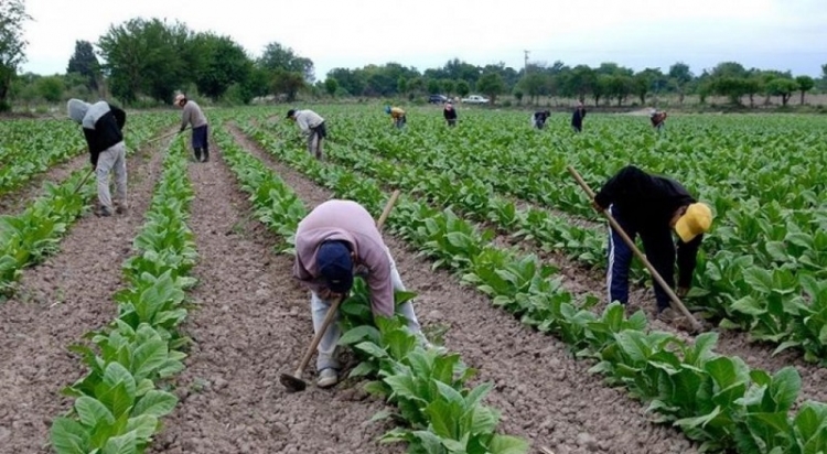 M&aacute;s de 134 millones para productores tabacaleros