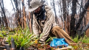 Plantaron 1.100 &aacute;rboles en el Parque Nacional Nahuel Huapi afectado por los incendios