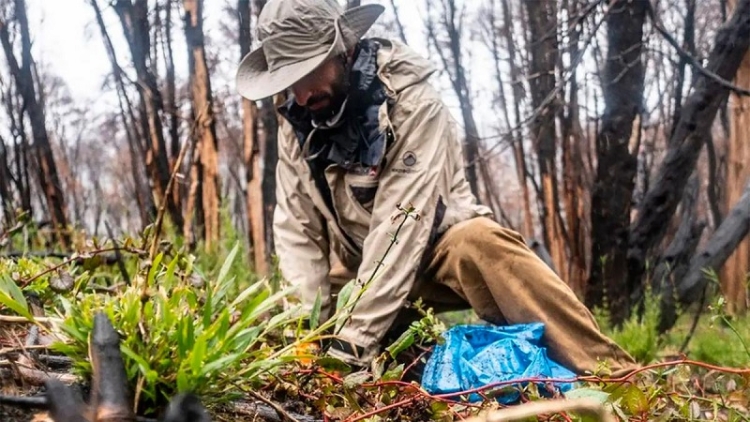 Plantaron 1.100 &aacute;rboles en el Parque Nacional Nahuel Huapi afectado por los incendios