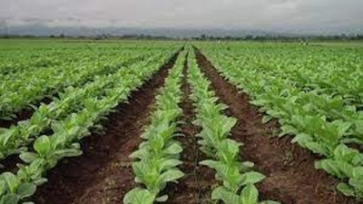 Tabaco: extienden la inscripci&oacute;n para financiamiento de fertilizantes