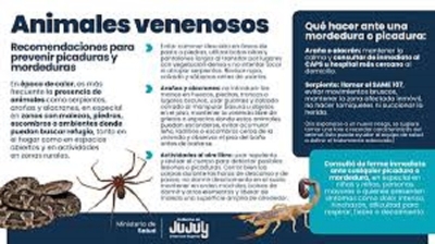 Animales venenosos: recomendaciones para prevenir picaduras y mordeduras en Jujuy
