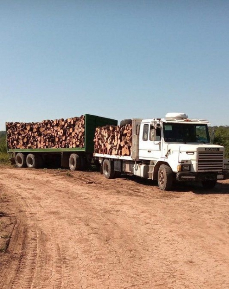 Software innovador. Control de gu&iacute;as forestales que asegura la trazabilidad de la madera