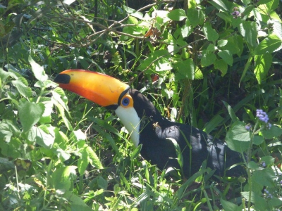 Liberaci&oacute;n de aves rescatadas del tr&aacute;fico ilegal