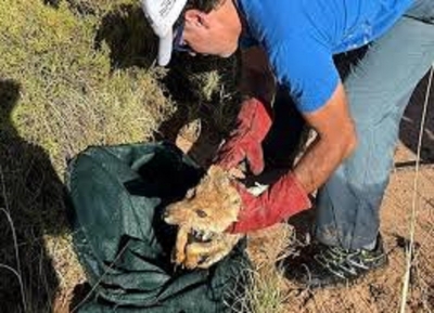 Protecci&oacute;n de la fauna silvestre en Jujuy: asistieron a un zorro colorado herido