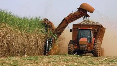 Se declar&oacute; la emergencia agraria para el sector ca&ntilde;ero