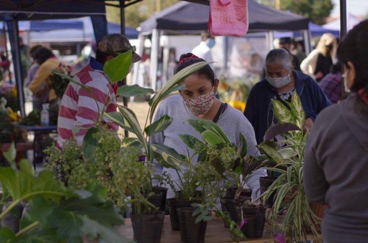 El s&aacute;bado vuelve el Mercado de Flores de Corte