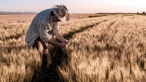 El Gobierno entregar&aacute; fertilizantes a 77.000 peque&ntilde;os productores de trigo y ma&iacute;z