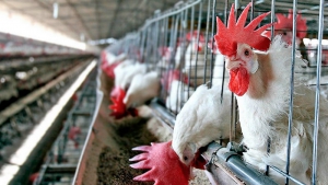 Argentina reiniciar&aacute; la exportaci&oacute;n de carne a la Uni&oacute;n Europea, tras ajustes sanitarios